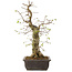 Carpinus coreana, 52 cm, ± 20 ans