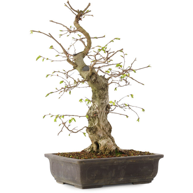 Carpinus coreana, 52 cm, ± 20 Jahre alt