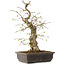 Carpinus coreana, 52 cm, ± 20 ans