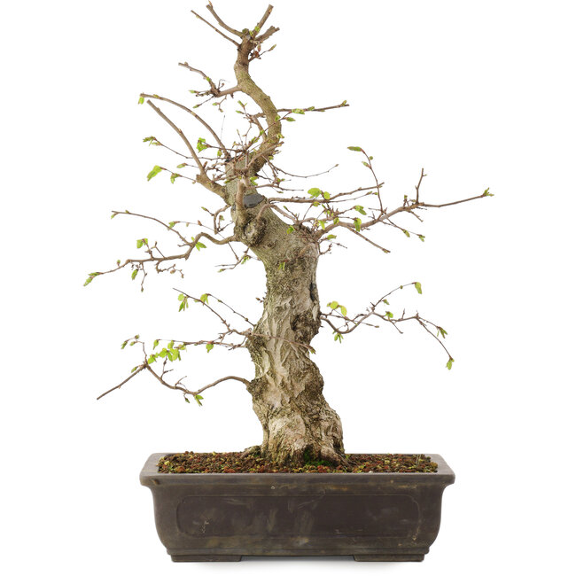 Carpinus coreana, 52 cm, ± 20 anni