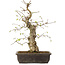 Carpinus coreana, 52 cm, ± 20 ans