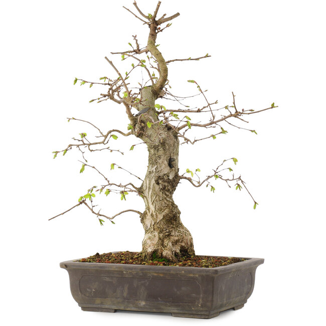 Carpinus coreana, 52 cm, ± 20 years old