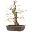 Carpinus coreana, 52 cm, ± 20 ans