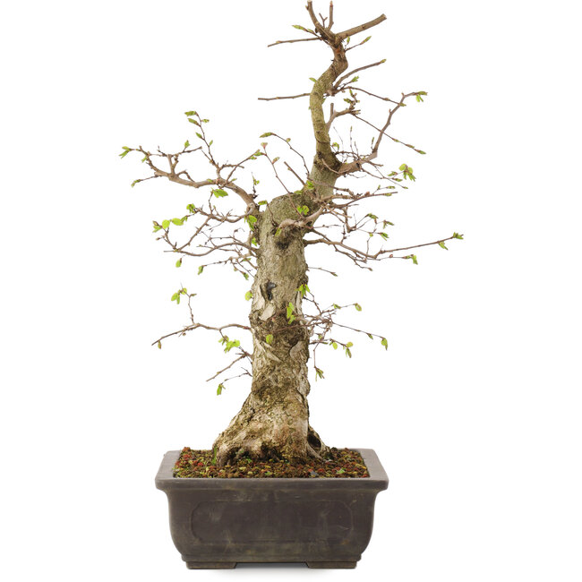 Carpinus coreana, 52 cm, ± 20 ans
