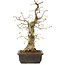 Carpinus coreana, 52 cm, ± 20 años