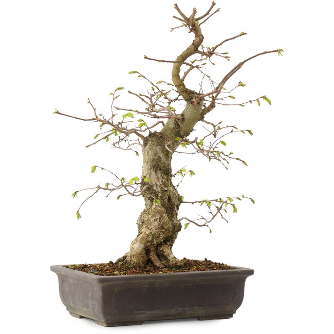 Carpinus coreana, 52 cm, ± 20 anni