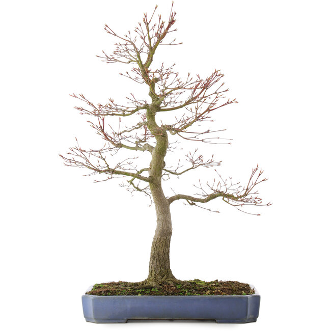 Acer palmatum, 76,5 cm, ± 30 years old, in a handmade Japanese pot by Yamafusa