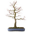 Acer palmatum, 76,5 cm, ± 30 years old, in a handmade Japanese pot by Yamafusa