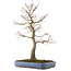 Acer palmatum, 76,5 cm, ± 30 years old, in a handmade Japanese pot by Yamafusa