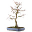 Acer palmatum, 76,5 cm, ± 30 Jahre alt, in einem handgefertigten japanischen Topf von Yamafusa