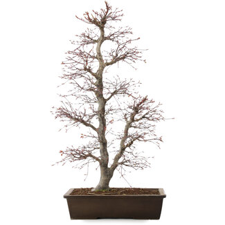 Acer palmatum, 76 cm, ± 25 jaar oud