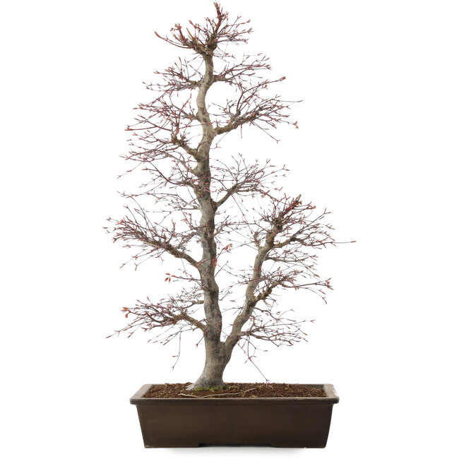 Acer palmatum, 76 cm, ± 25 jaar oud, in pot met grote chip