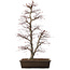 Acer palmatum, 76 cm, ± 25 years old, in a pot with a large chip