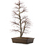 Acer palmatum, 76 cm, ± 25 jaar oud, in pot met grote chip