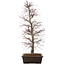 Acer palmatum, 76 cm, ± 25 years old, in a pot with a large chip