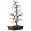 Acer palmatum, 76 cm, ± 25 years old, in a pot with a large chip