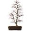 Acer palmatum, 76 cm, ± 25 years old, in a pot with a large chip