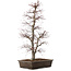 Acer palmatum, 76 cm, ± 25 jaar oud, in pot met grote chip