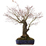 Acer palmatum Arakawa, 54 cm, ± 35 Jahre alt