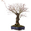 Acer palmatum Arakawa, 54 cm, ± 35 Jahre alt