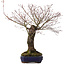 Acer palmatum Arakawa, 54 cm, ± 35 jaar oud