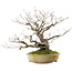 Quercus serrata, 53 cm, ± 40 Jahre alt