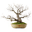 Quercus serrata, 53 cm, ± 40 Jahre alt