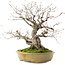 Quercus serrata, 53 cm, ± 40 Jahre alt