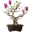 Magnolia stellata, 60 cm, ± 30 years old, with large pink flowers