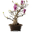 Magnolia stellata, 60 cm, ± 30 jaar oud, met grote roze bloemen