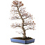 Acer palmatum, 73 cm, ± 30 jaar oud