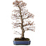 Acer palmatum, 73 cm, ± 30 years old