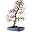 Acer palmatum, 73 cm, ± 30 jaar oud