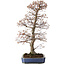 Acer palmatum, 73 cm, ± 30 jaar oud