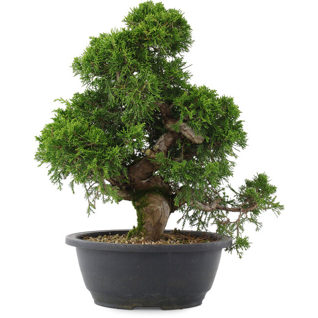 Juniperus chinensis, 33,5 cm, ± 20 Jahre alt