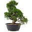 Juniperus chinensis, 33,5 cm, ± 20 Jahre alt