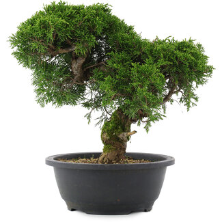 Juniperus chinensis, 28 cm, ± 20 Jahre alt