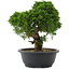 Juniperus chinensis, 28 cm, ± 20 Jahre alt