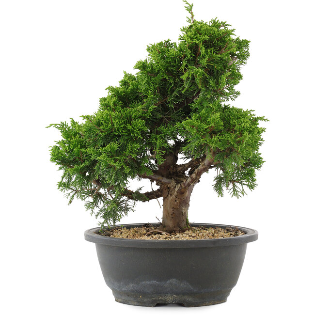 Juniperus chinensis, 28,5 cm, ± 20 jaar oud