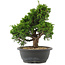 Juniperus chinensis, 28,5 cm, ± 20 jaar oud