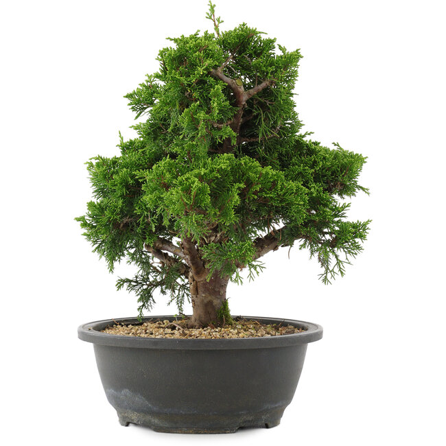 Juniperus chinensis, 28,5 cm, ± 20 years old