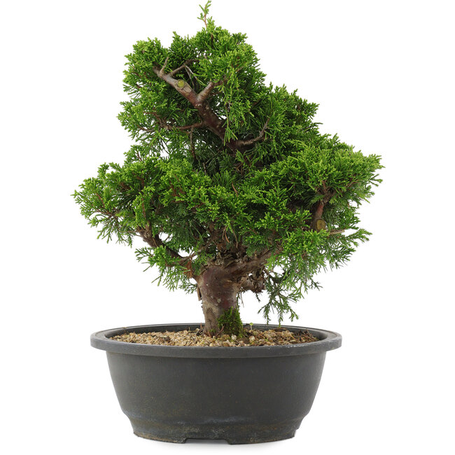 Juniperus chinensis, 28,5 cm, ± 20 Jahre alt