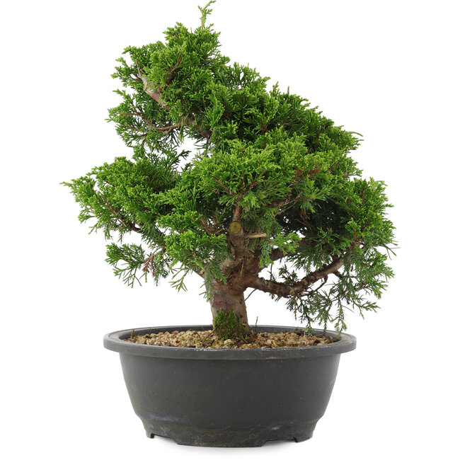 Juniperus chinensis, 28,5 cm, ± 20 años