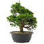 Juniperus chinensis, 28,5 cm, ± 20 jaar oud