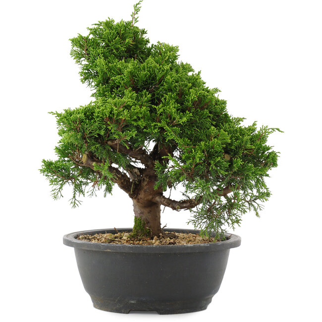 Juniperus chinensis, 28,5 cm, ± 20 ans