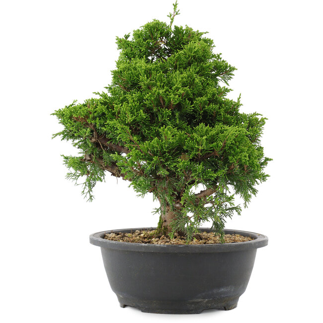 Juniperus chinensis, 28,5 cm, ± 20 ans