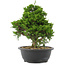 Juniperus chinensis, 28,5 cm, ± 20 jaar oud