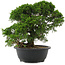 Juniperus chinensis, 29,5 cm, ± 20 Jahre alt