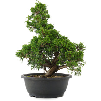 Juniperus chinensis, 34 cm, ± 20 jaar oud