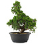 Juniperus chinensis, 34 cm, ± 20 jaar oud